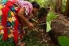 A woman plants taro