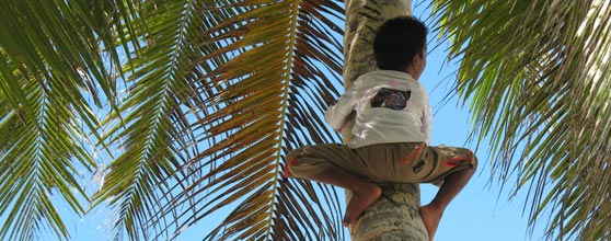 A Mwoakillese boy climbs a coconut palm